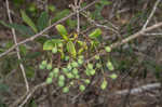 Fringetree